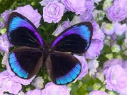 Black Butterfly's picture Black Butterfly's picture